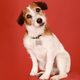 Moose, who played Eddie on NBC's Frasier